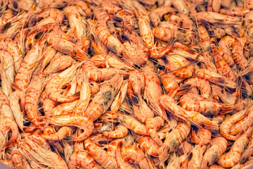Impression on an aggregation of boiled as food North sea prawns schrimps, a Belgian expensive delicacy