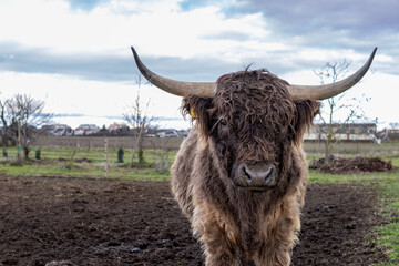A closeup shot of domestic yak standing on muddy field and looking at camera