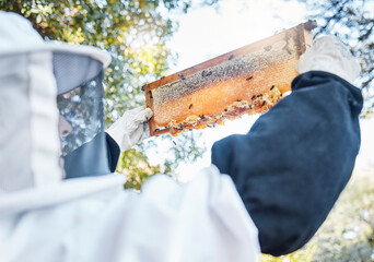 Honey, bees and bee farm employee with honeycomb frame ready for agriculture harvest and...