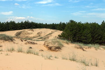 Christmas trees on the edge of the desert 