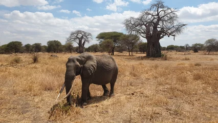 Rolgordijnen African Elephant and Baobab trees in Tarangire National park © Wontae