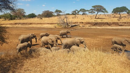 African Elephants in Tarangire National Park