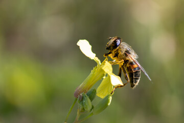 A closeup shot of a bee on a yellow flower with on a blurry background