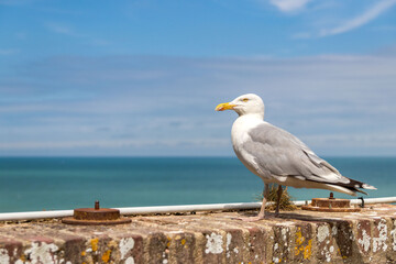 A closeup shot of a European herring gull standing on a wall on the shore, with a seascape in the background