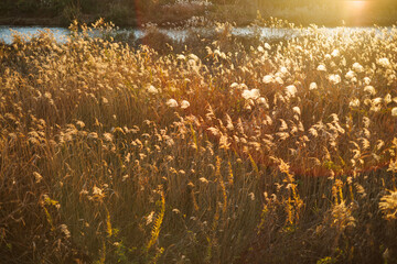 日本の岡山県岡山市の秋の美しい風景