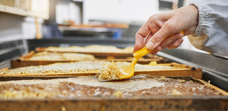 Hands, honeycomb and harvest tools for beeswax, farming and eco friendly production. Beekeeper, worker and propolis process on frame for natural product, manufacturing and sustainability in ecology