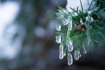 icicles on the conifer  © Adrian White