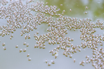 mosquito stock on dirty water