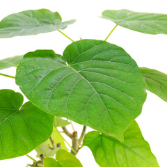 Fototapeta na wymiar 観葉植物、フィカス・ウンベラータの葉【白背景】