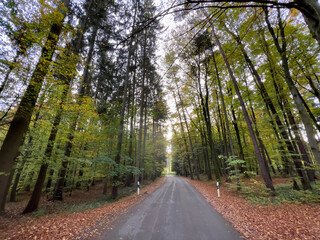 Lonely Bavarian Autumn forest path to reload batteries and reduce stress 