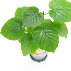 観葉植物、フィカス・ウンベラータの葉【白背景】