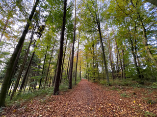 Lonely Bavarian Autumn forest path to reload batteries and reduce stress 