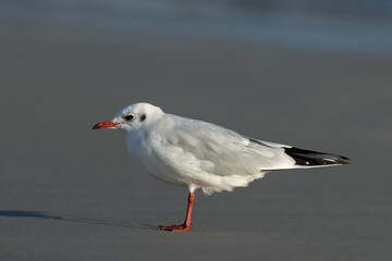 Black-headed gull looking for food at the baltic sea coast