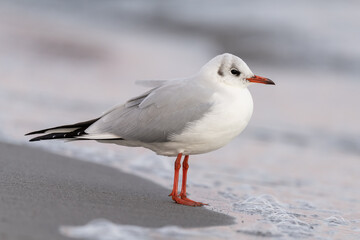 Black-headed gull looking for food at the baltic sea coast