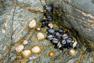 Limpets and mussels in a small rock crevice