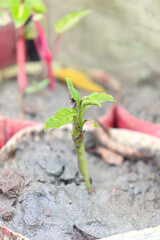 chrysanthemum farm in plastic shad house