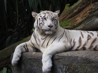 ホワイトタイガー