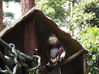 アカアシドゥクラングール