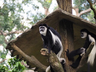 アビシニアコロブス猿