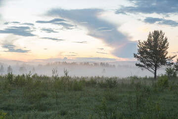 A forest tree at a misty sunrise.Morning fog on the field. A foggy sunrise scene. Morning fog at sunrise