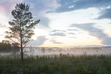 Sunrise field fog in morning. Forest tree mist landscape