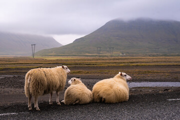 Obraz premium Landscape of the East Fjords (Iceland)