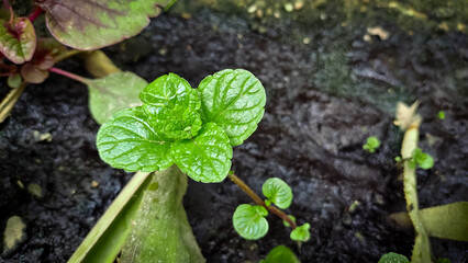 Fresh green mint plant started growing in home garden. Mint leaves, leaf selective focus Copy space