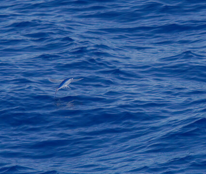 Flying fish (Scientific : Exocoetidae), a family of marine fish in the order Beloniformes class Actinopterygii, flying like a bird