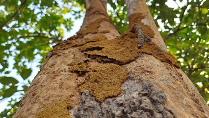 Fototapeta premium Termite nest on a tree Close up termites eating tree branch, wood eaten by termites or white ants. selective focus