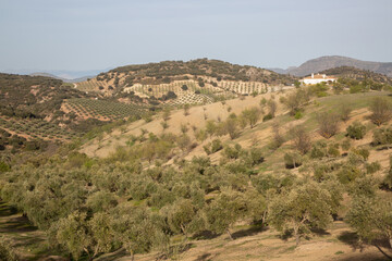 Olive Trees in Sierra Magina National Park, Jaen, Spain
