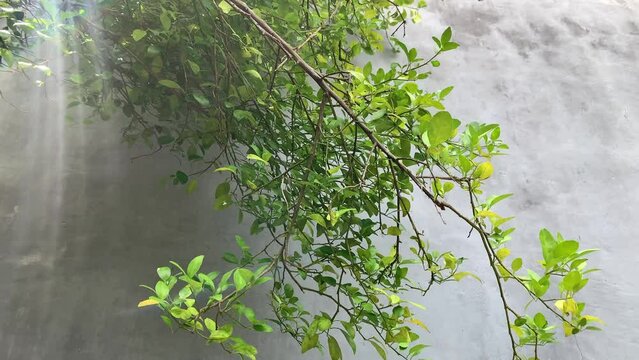 green kaffir lime or bergamot lime tree.
