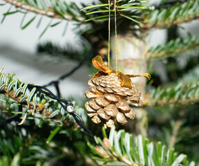 Pine cones on a branch 