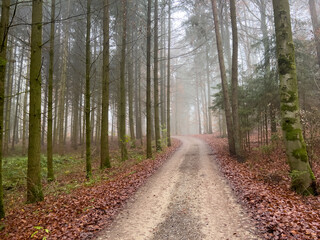 Naklejka premium Mystic Bavarian Autumn forest path to be alone and think about issues of life