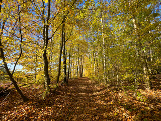 Mystic Bavarian Autumn forest path to be alone and think about issues of life