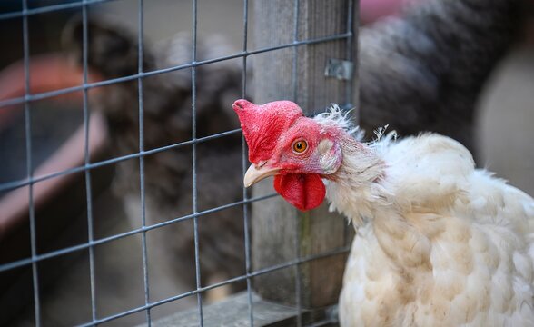 A chicken with white plumage and a red comb has its head extended and looks intently into the camera as it walks.