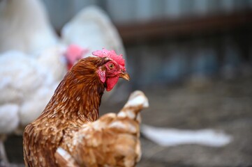 A beautiful hen with a red comb and brown feathers walks around a farmyard bird.