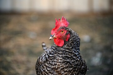 A chicken with mottled plumage and a red comb in a blurry background looks intently into the camera as it walks.