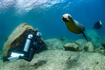 young sea lion playing with a scuba diver in La Paz Baja California