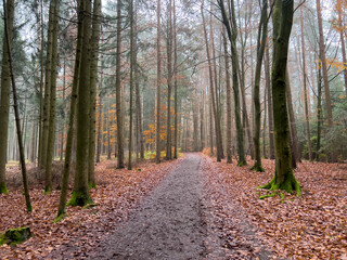 Mystic Bavarian Autumn forest path to be alone and think about issues of life