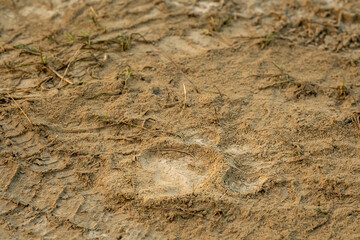 Wild female bengal tiger pugmark on forest track after winter morning stroll in safari at dhikala forest jim corbett national park uttarakhand india asia © Sourabh