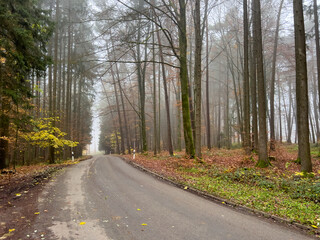 Mystic Bavarian Autumn forest path to be alone and think about issues of life
