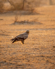 Steppe eagle or Aquila nipalensis with wingspan in golden hour light during winter migration at desert national park jaisalmer rajasthan india asia