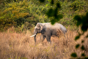 wild asian male elephant or tusker or Elephas maximus indicus with big tusks in grassland of...