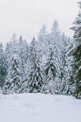 Fototapeta premium snow covered trees
