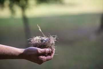 Man's hand holding empty bird's nest.