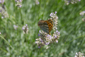 Silver-washed Fritillary butterfly (Argynnis paphia) sitting on lavender in Zurich, Switzerland