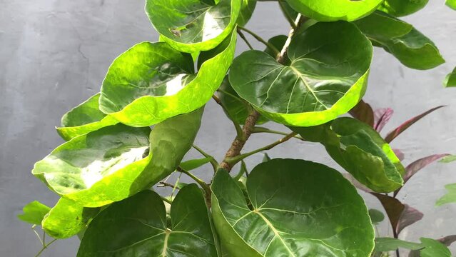 Closeup view of The Shield Aralia or Plum Aralia (Polyscias scutellaria) medicine plant.