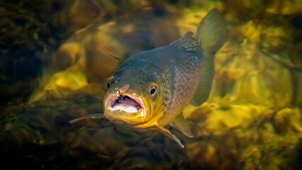 Brown Trout before gobbling