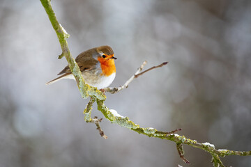 Rotkehlchen, European Robin, Erithacus rubecula, sitzt im Winter auf einem Zweig