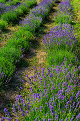 Obraz premium Lavender plants in the garden
